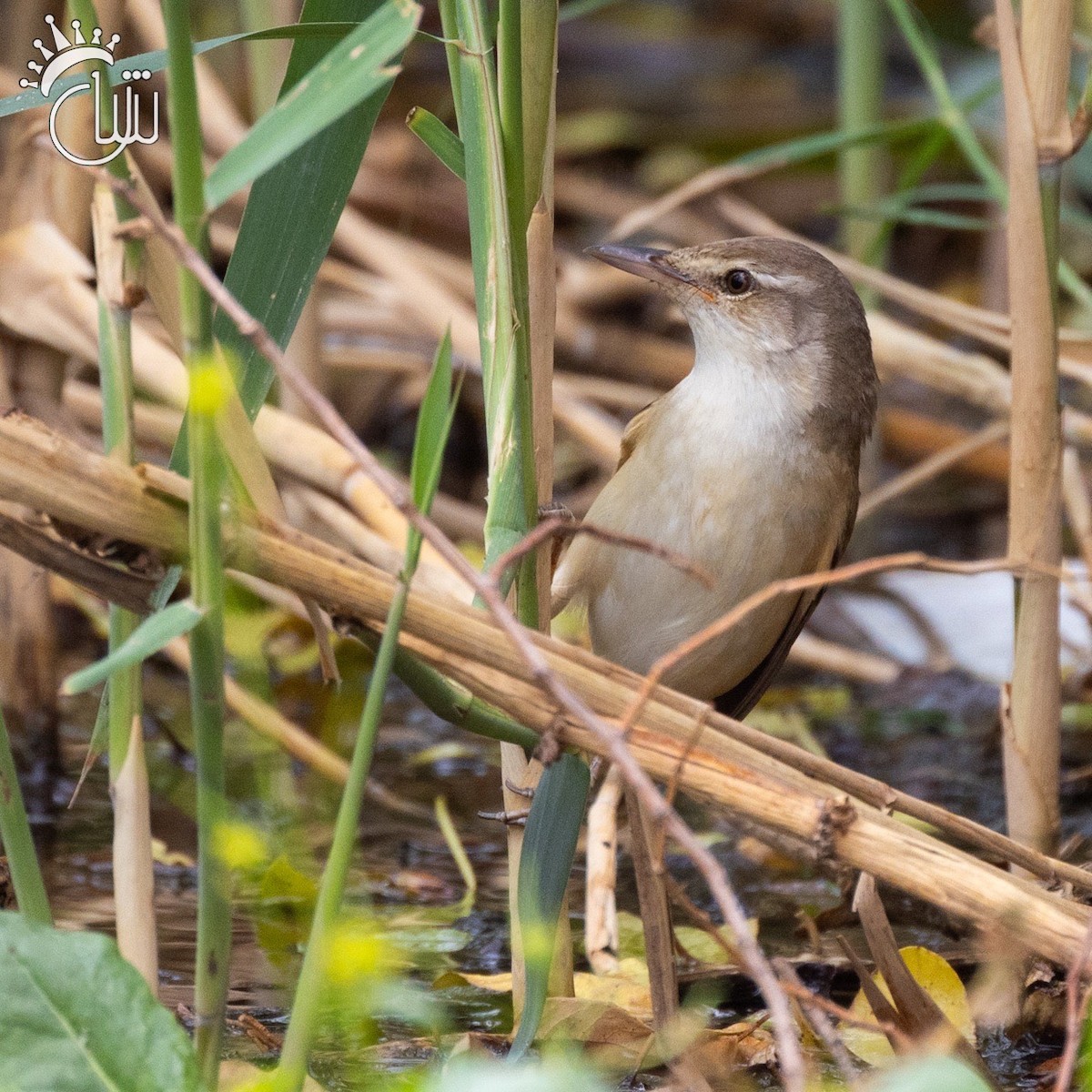 Great Reed Warbler - Mohamed Shah