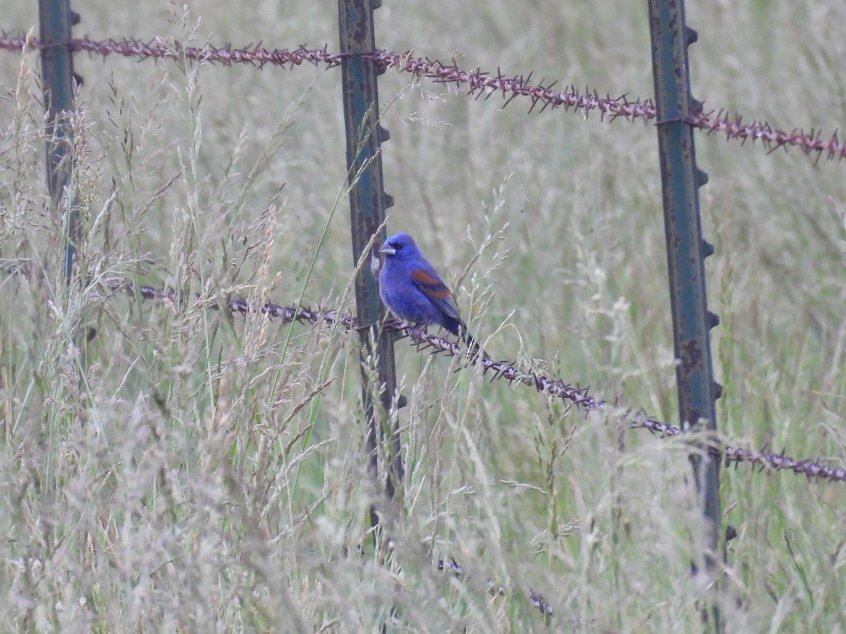 Blue Grosbeak - Jesse Lowe