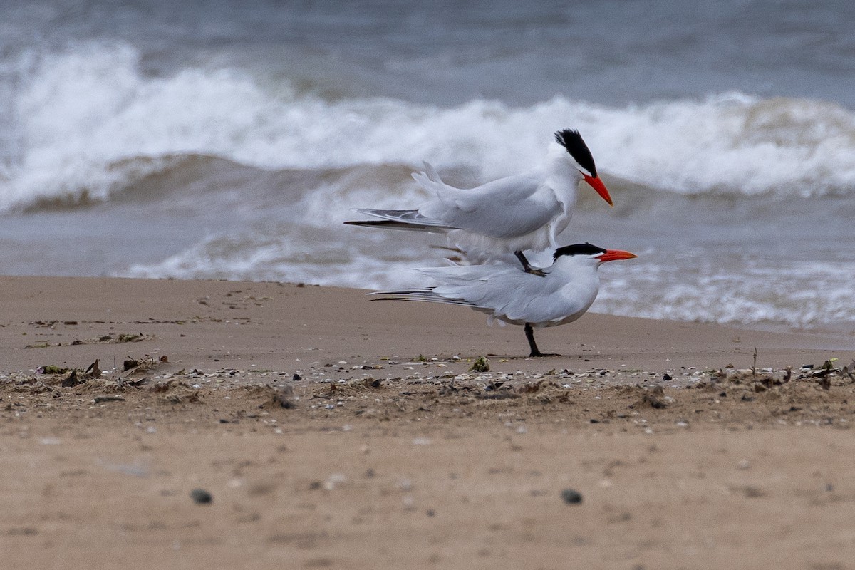 Caspian Tern - ML618210586