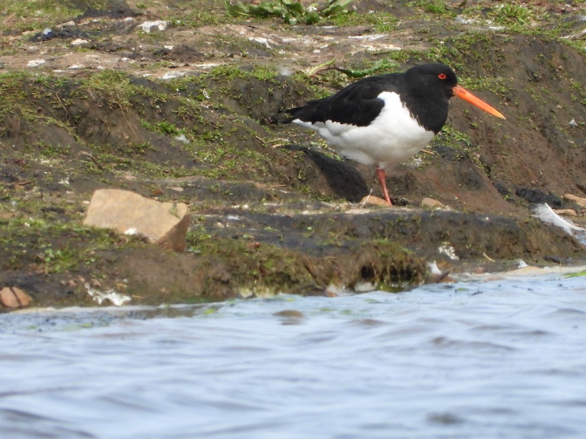 Eurasian Oystercatcher - Anita Sigstam