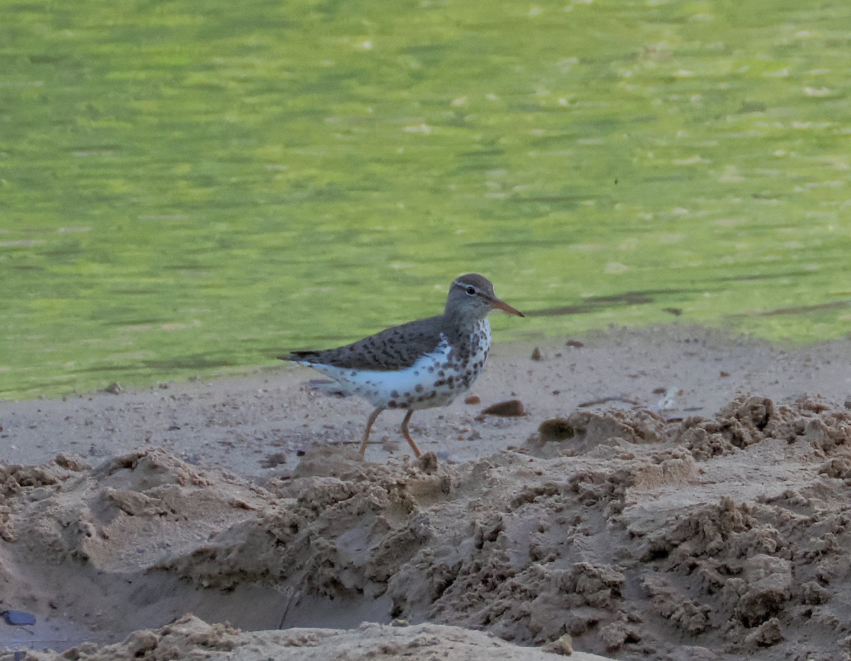 Spotted Sandpiper - Alfred Daniel J