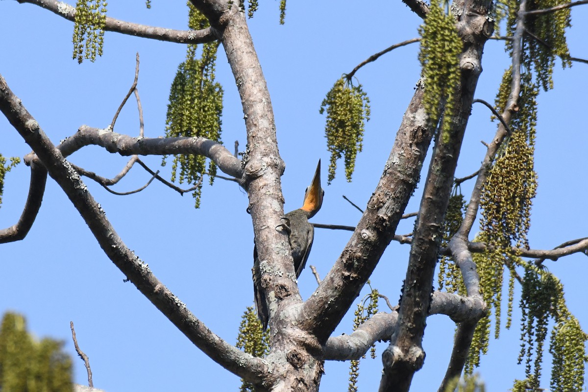 Great Slaty Woodpecker - Zaia Kawlni