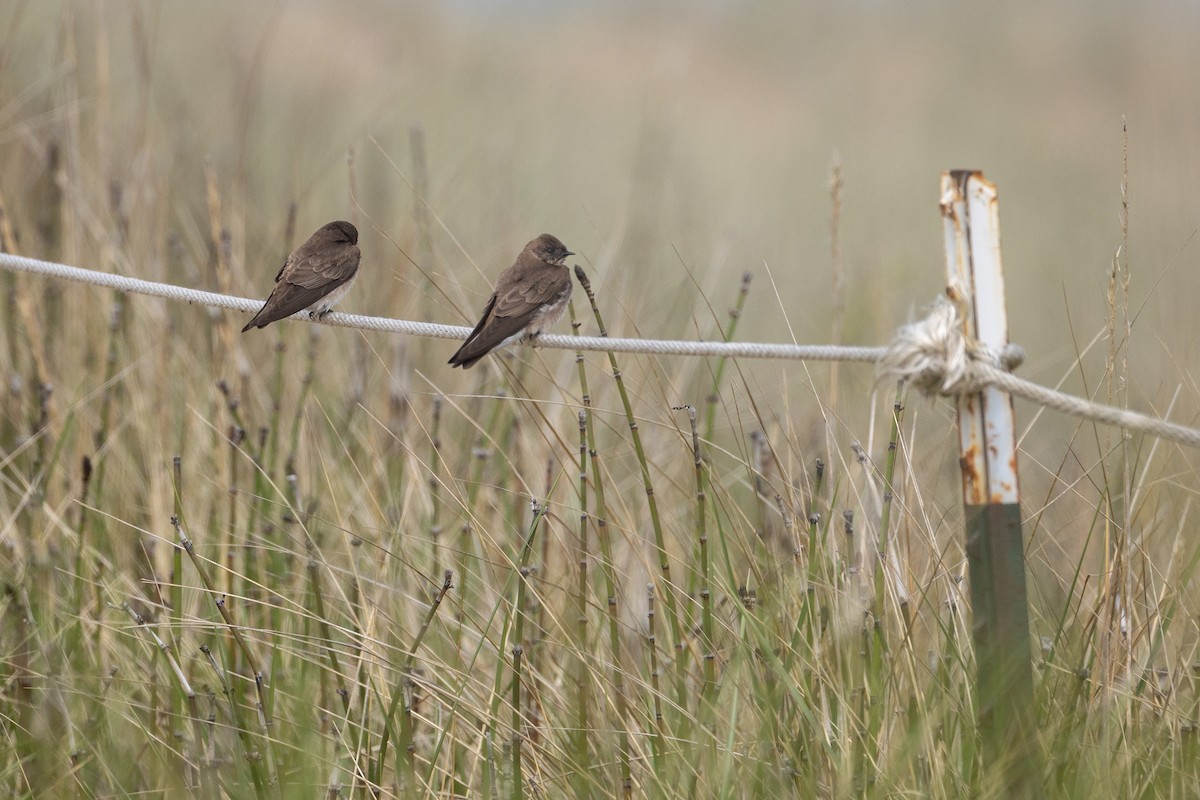 Northern Rough-winged Swallow - Edward Grzeda