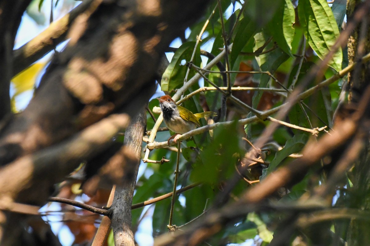 Dark-necked Tailorbird - ML618210632