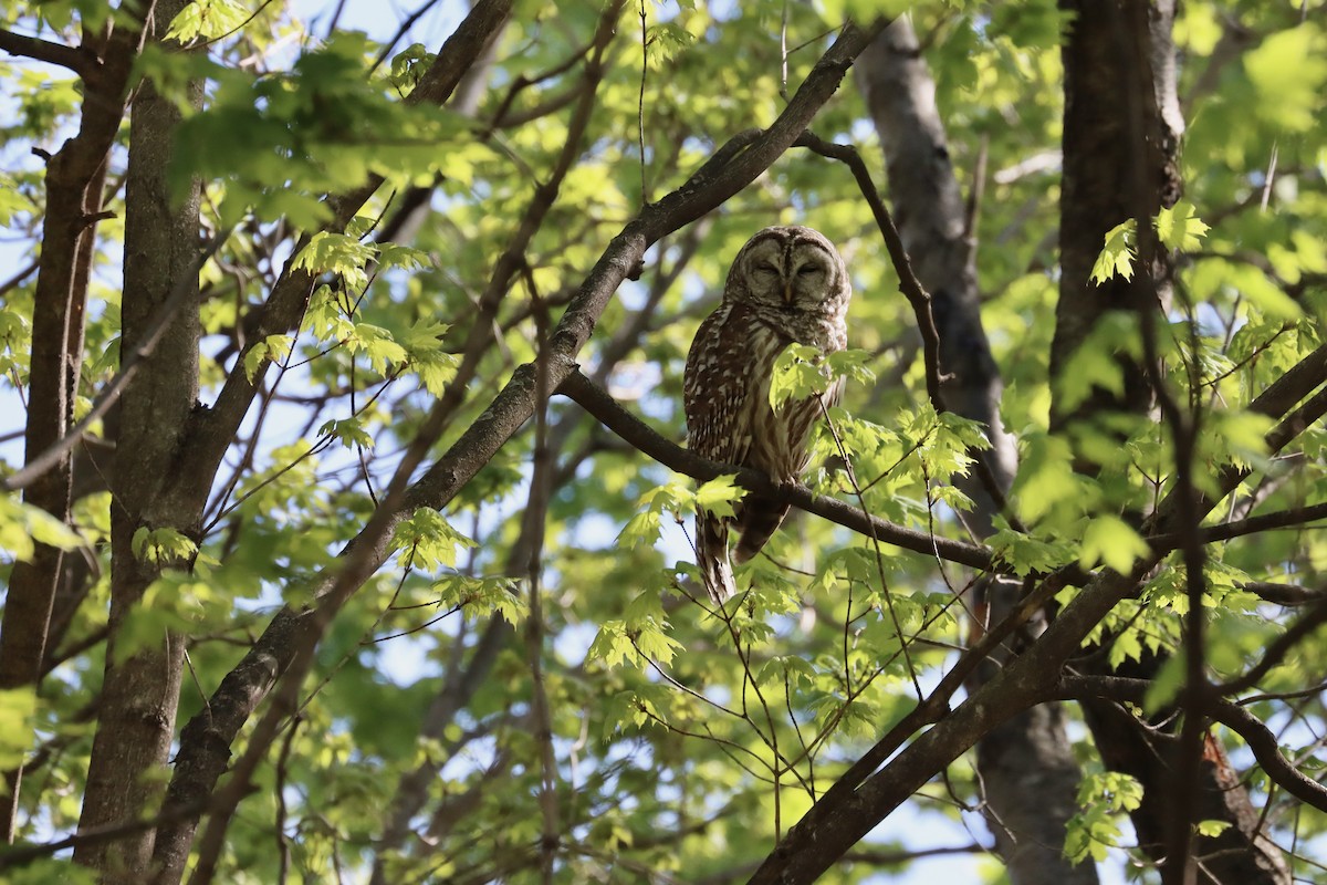 Barred Owl - michael cushing