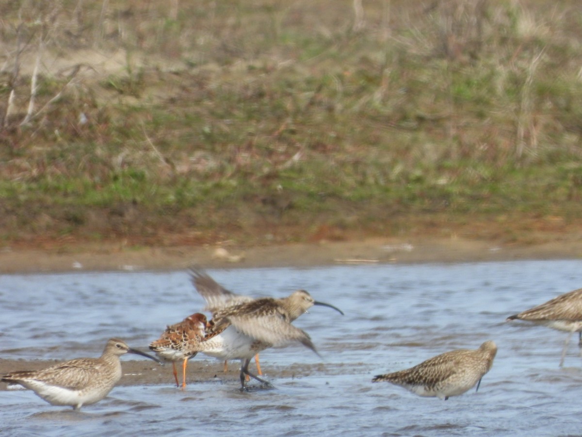 Whimbrel - Anita Sigstam