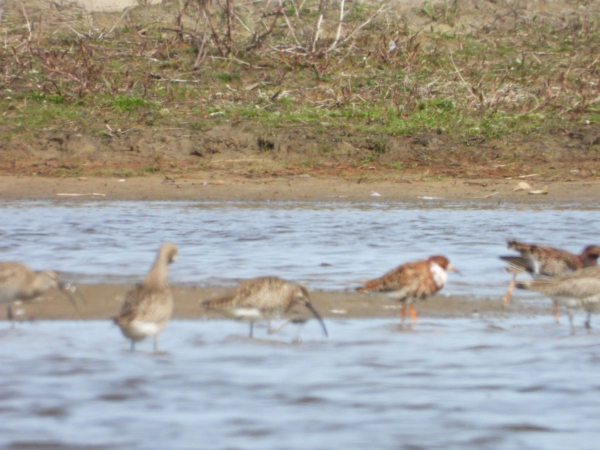 Whimbrel - Anita Sigstam