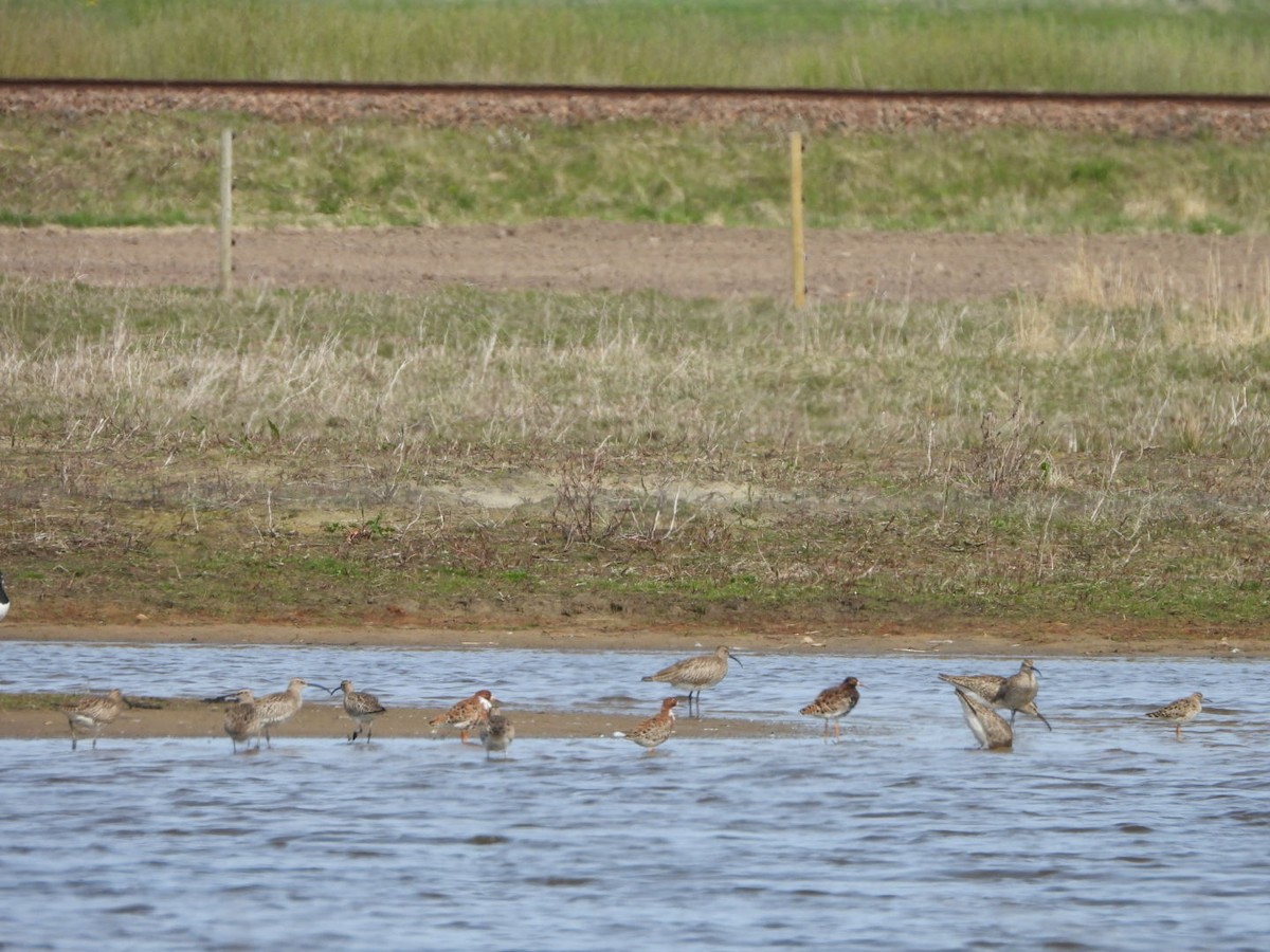 Whimbrel - Anita Sigstam