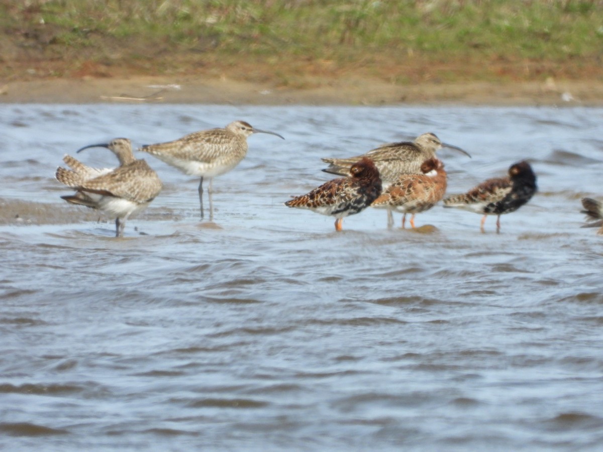 Whimbrel - Anita Sigstam