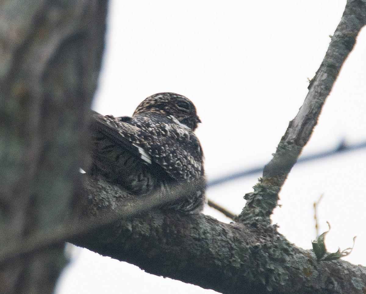 Common Nighthawk - Pat Tomsho