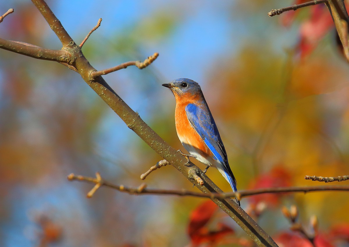 Eastern Bluebird - ML618210743