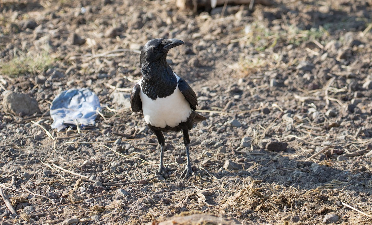 Pied Crow - simon walkley