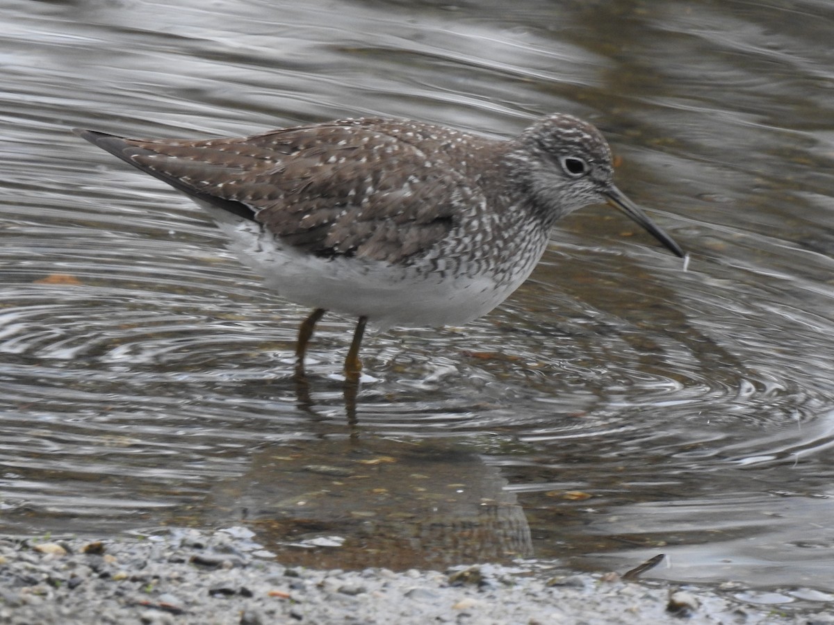 Solitary Sandpiper - Cos van Wermeskerken