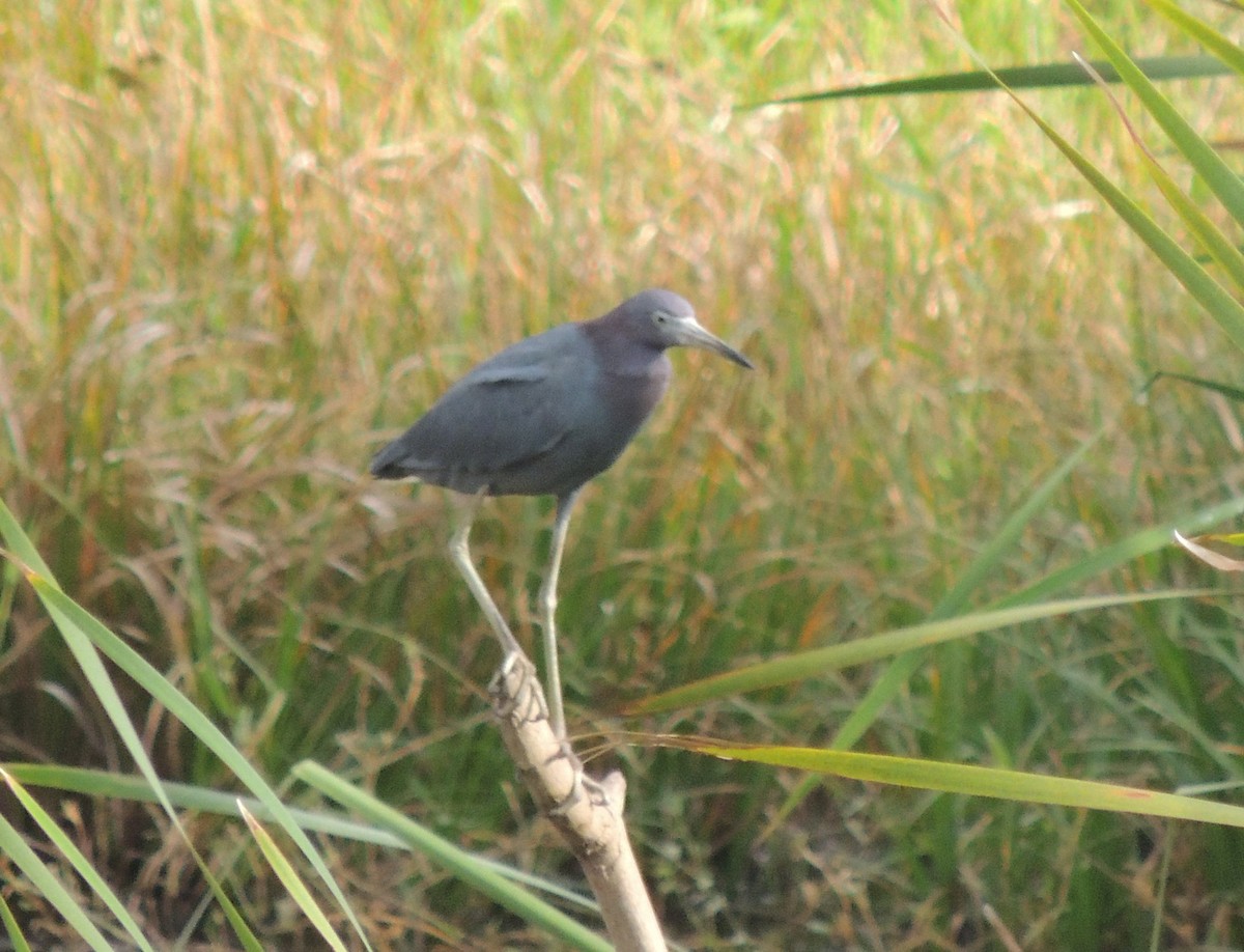 Little Blue Heron - Peter Bono