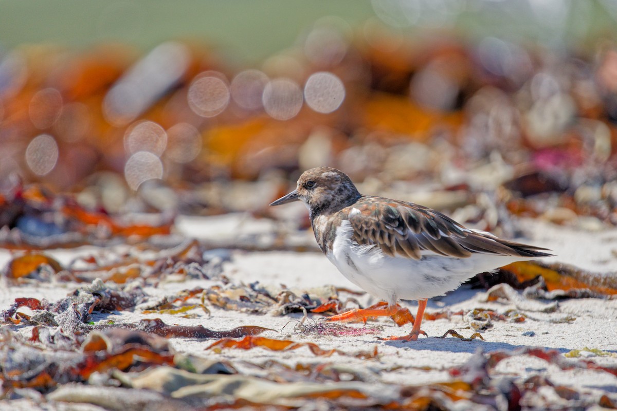 Ruddy Turnstone - Wei Luo