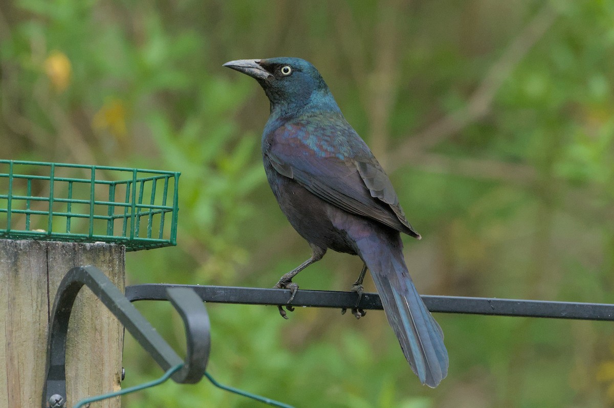 Common Grackle - Robert Howard