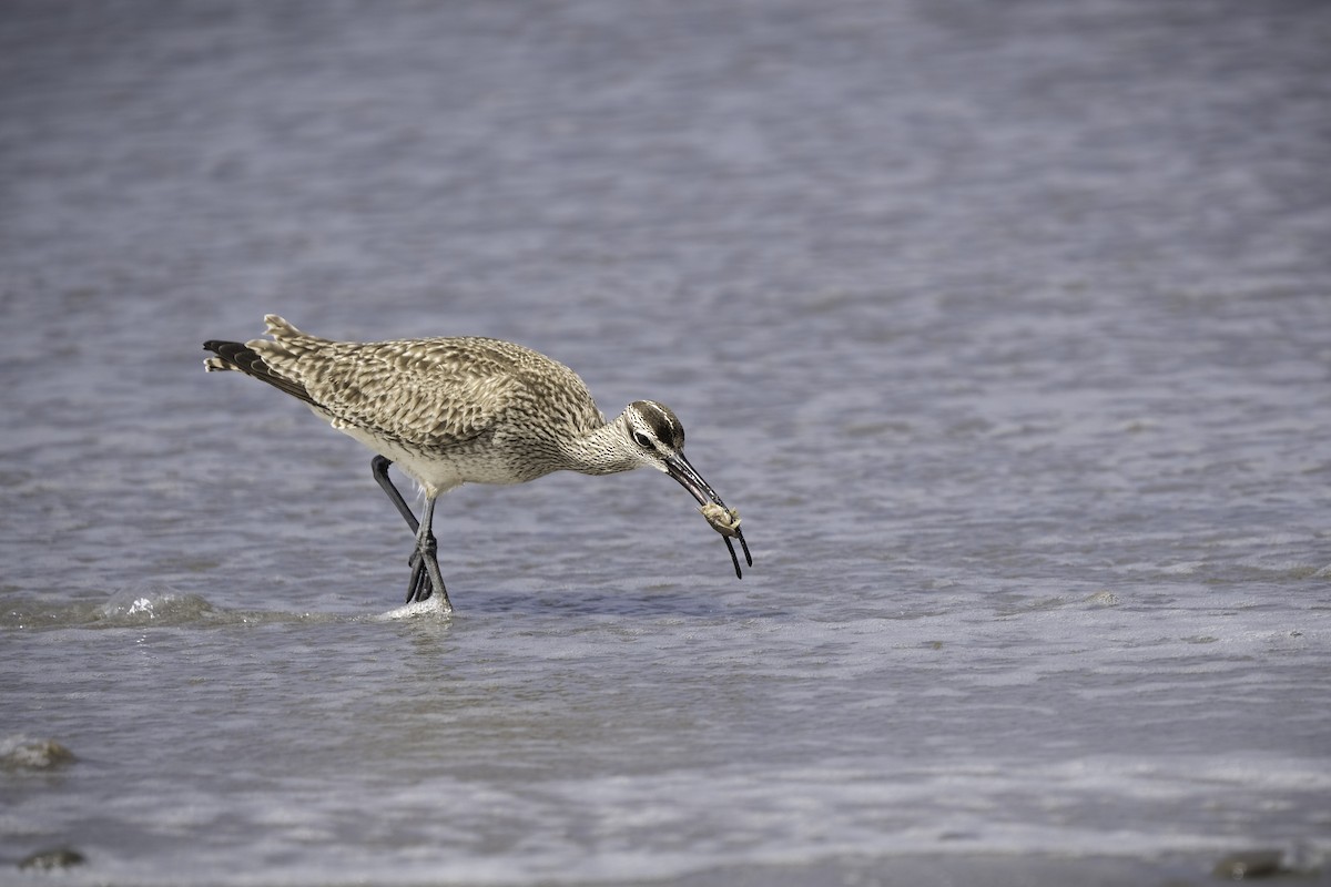 Whimbrel - ML618210785