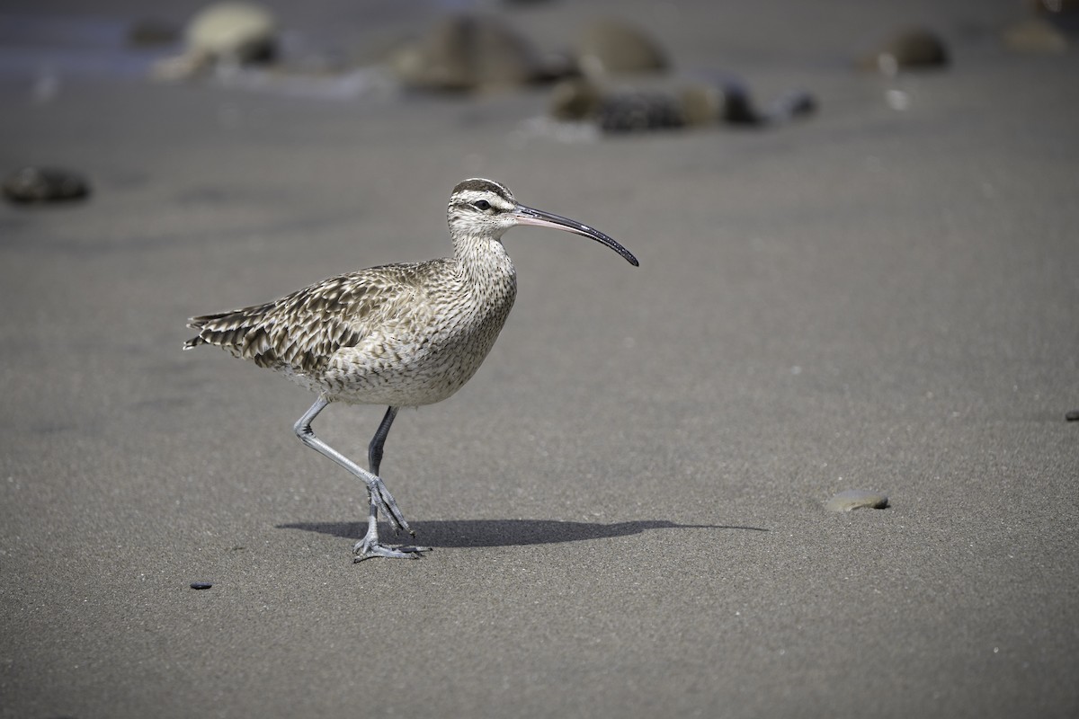 Whimbrel - ML618210786