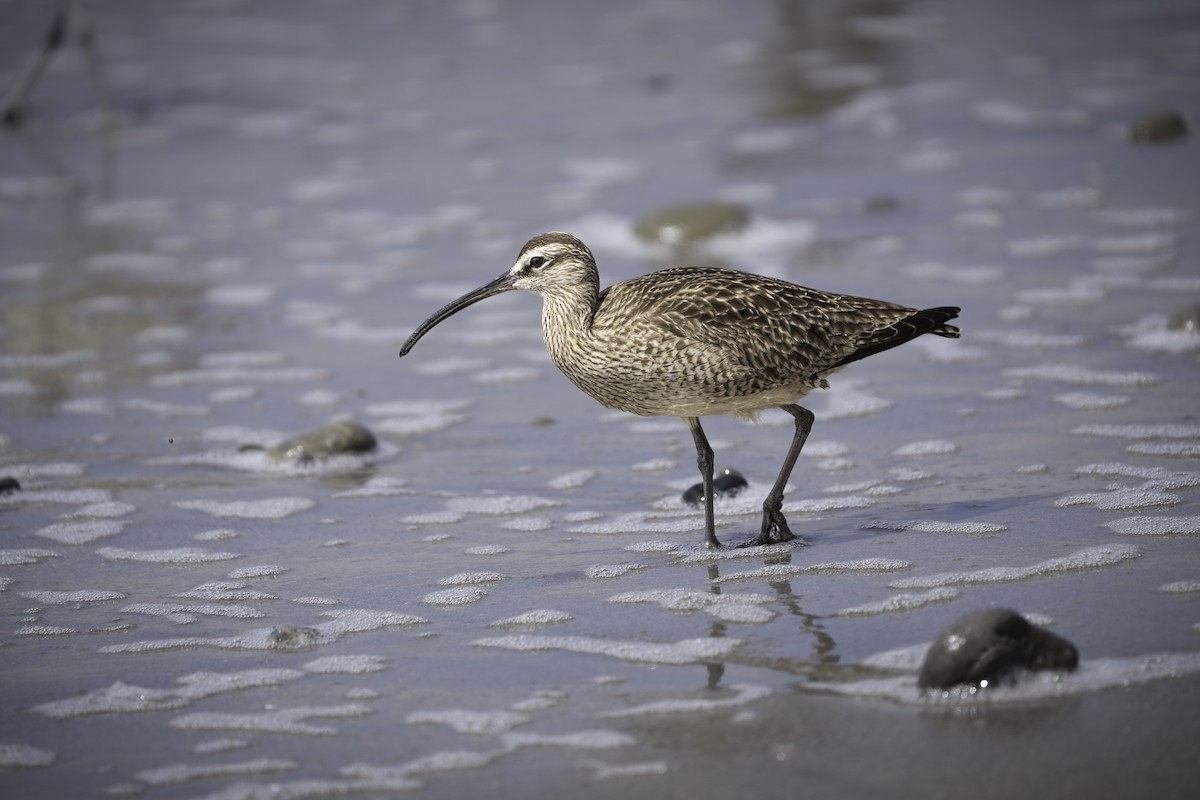 Whimbrel - ML618210787