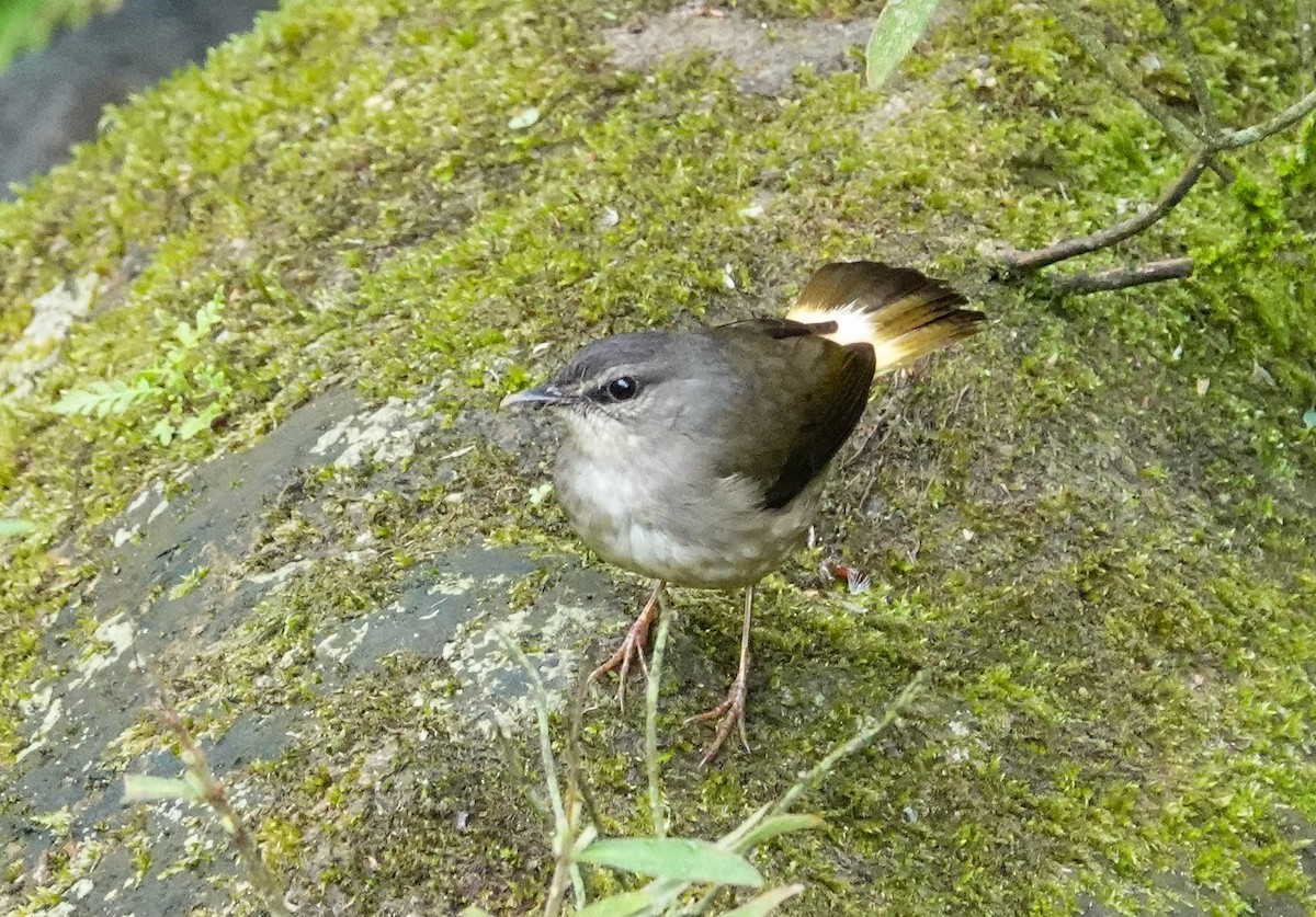 Buff-rumped Warbler - Kathy Doddridge