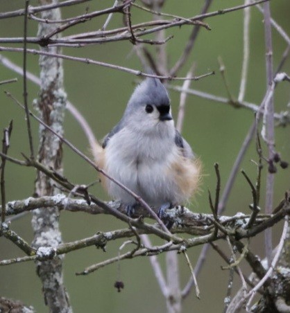 Tufted Titmouse - Joe  Terry