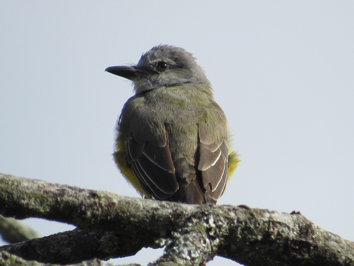 Tropical Kingbird - Juan Tamayo