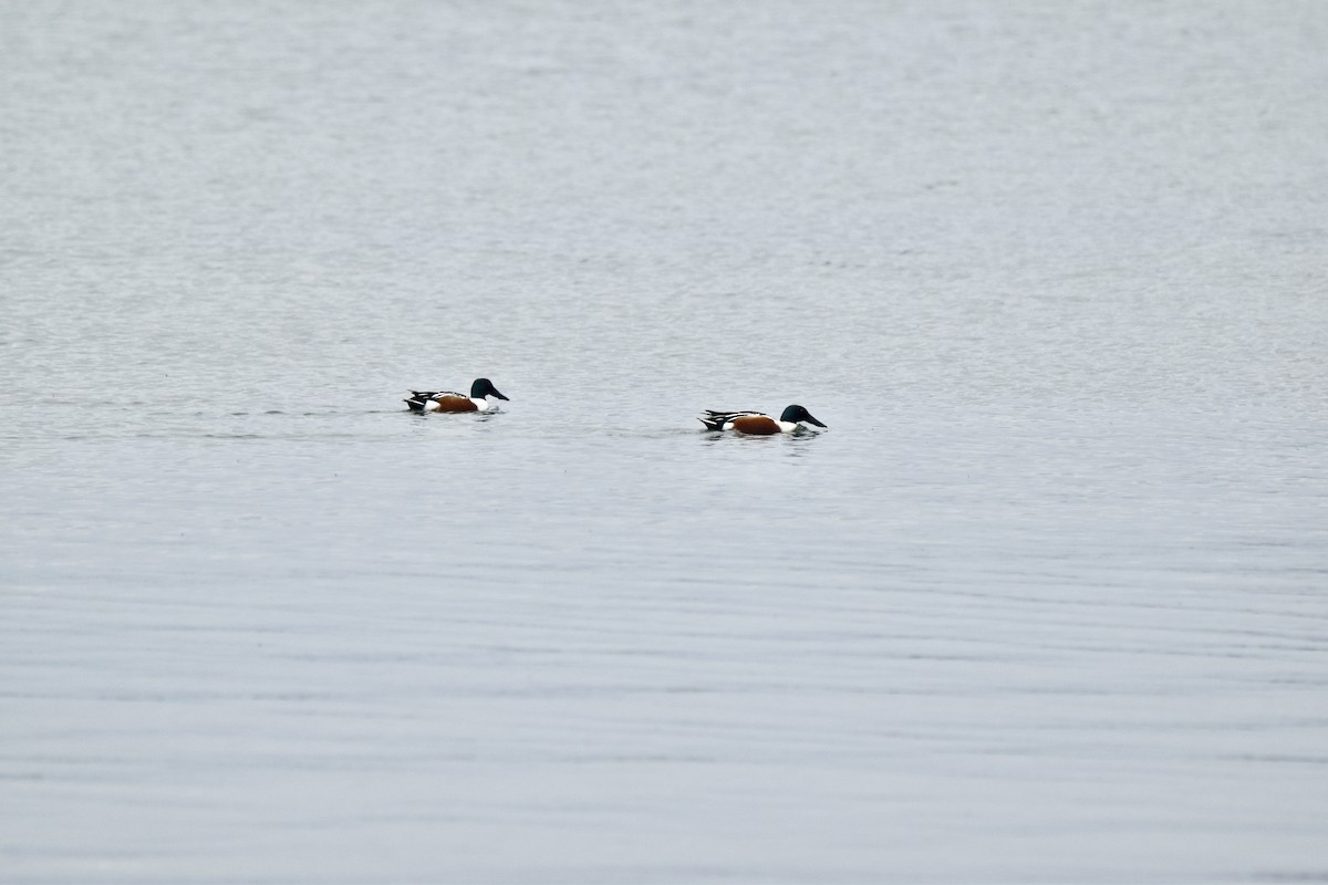 Northern Shoveler - Nancy Lance