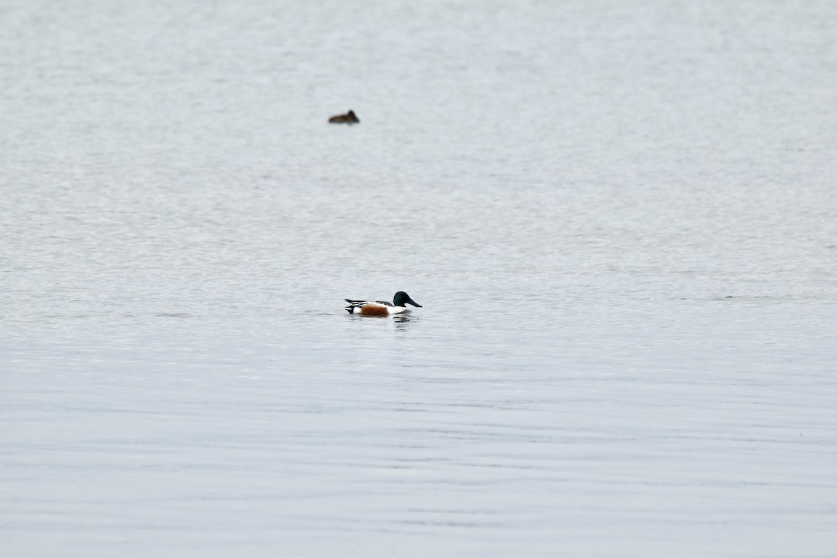 Northern Shoveler - Nancy Lance