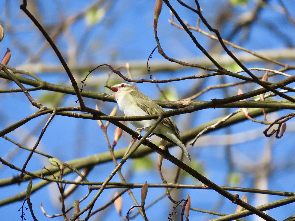 Red-eyed Vireo - ML618210898