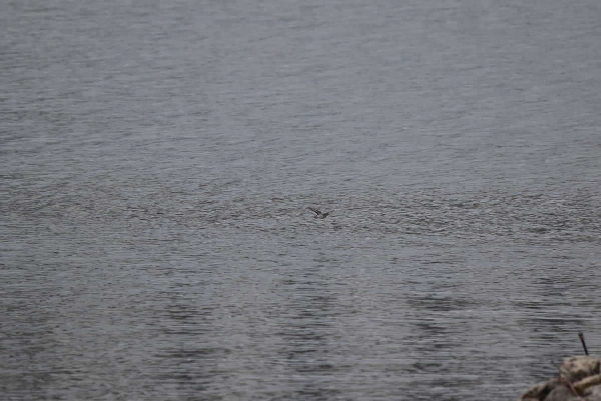 Spotted Sandpiper - Nancy Lance