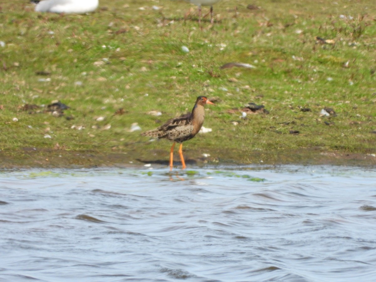 Kampfläufer - ML618210915