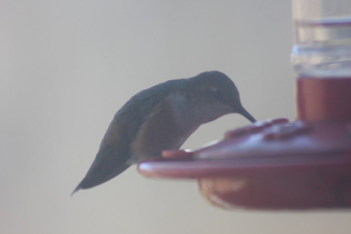 Rufous Hummingbird - ML618210917