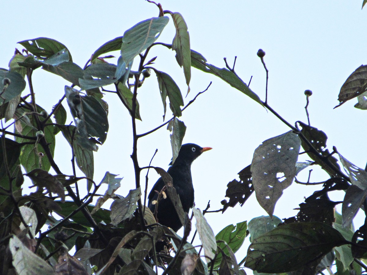 Pale-eyed Thrush - Juan Tamayo