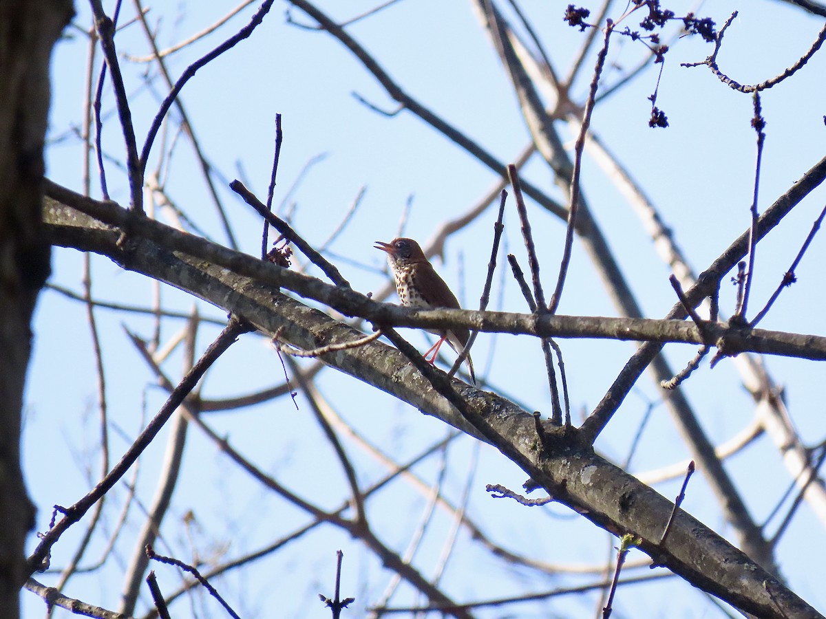 Wood Thrush - Justin Carter