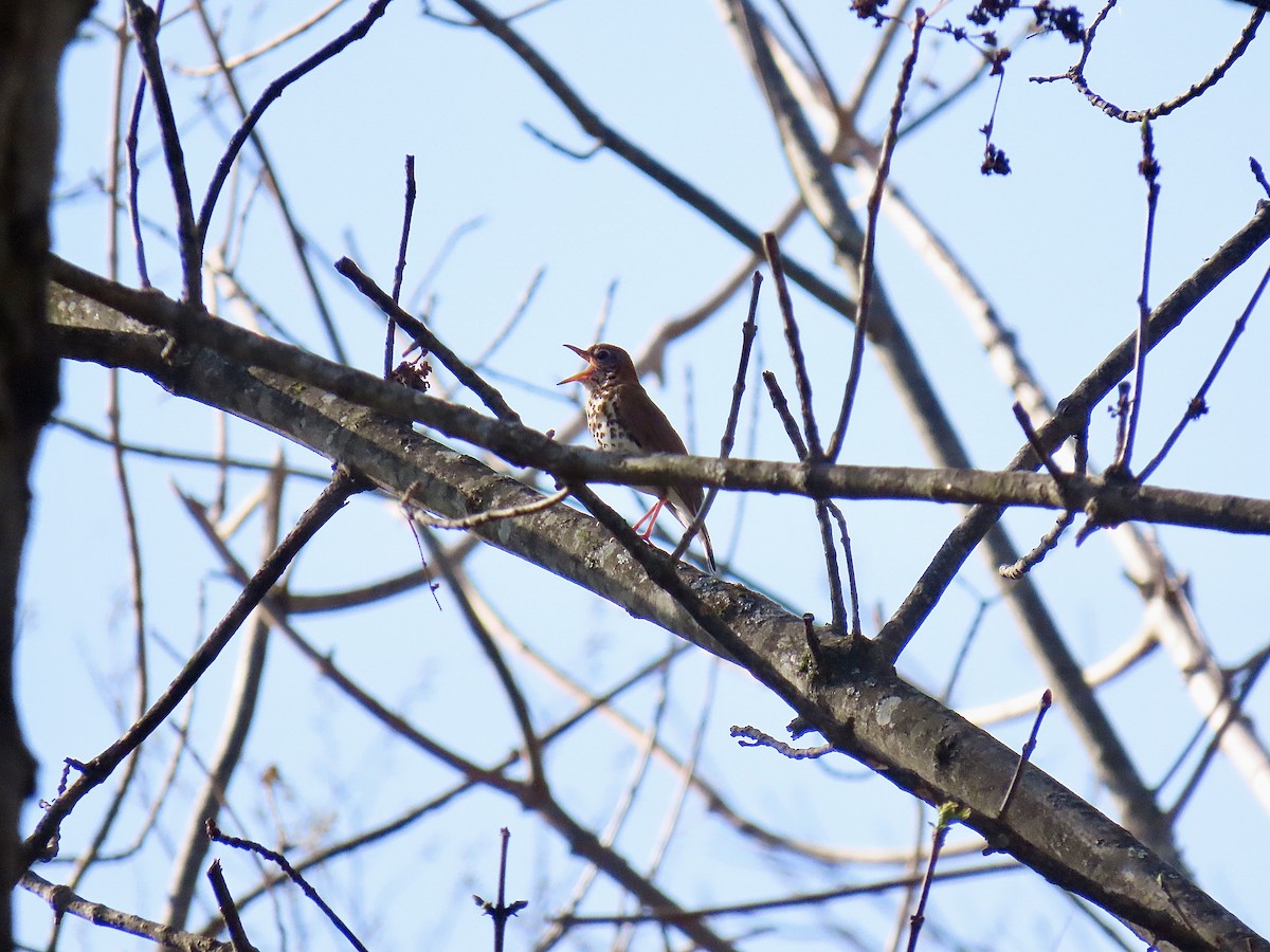 Wood Thrush - Justin Carter