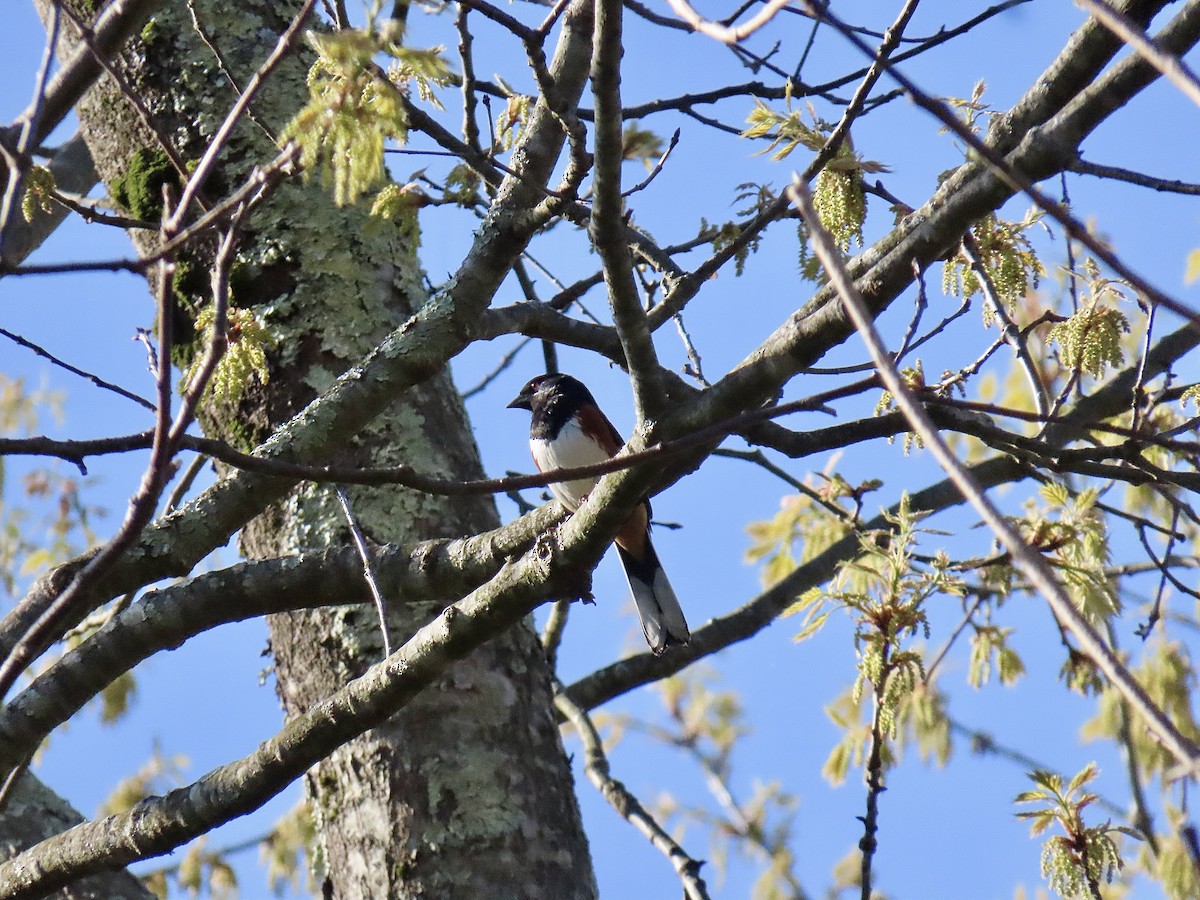 Eastern Towhee - ML618210956