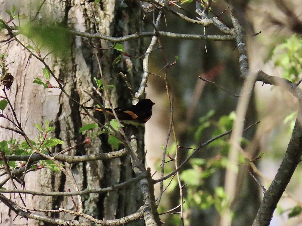 American Redstart - ML618210972