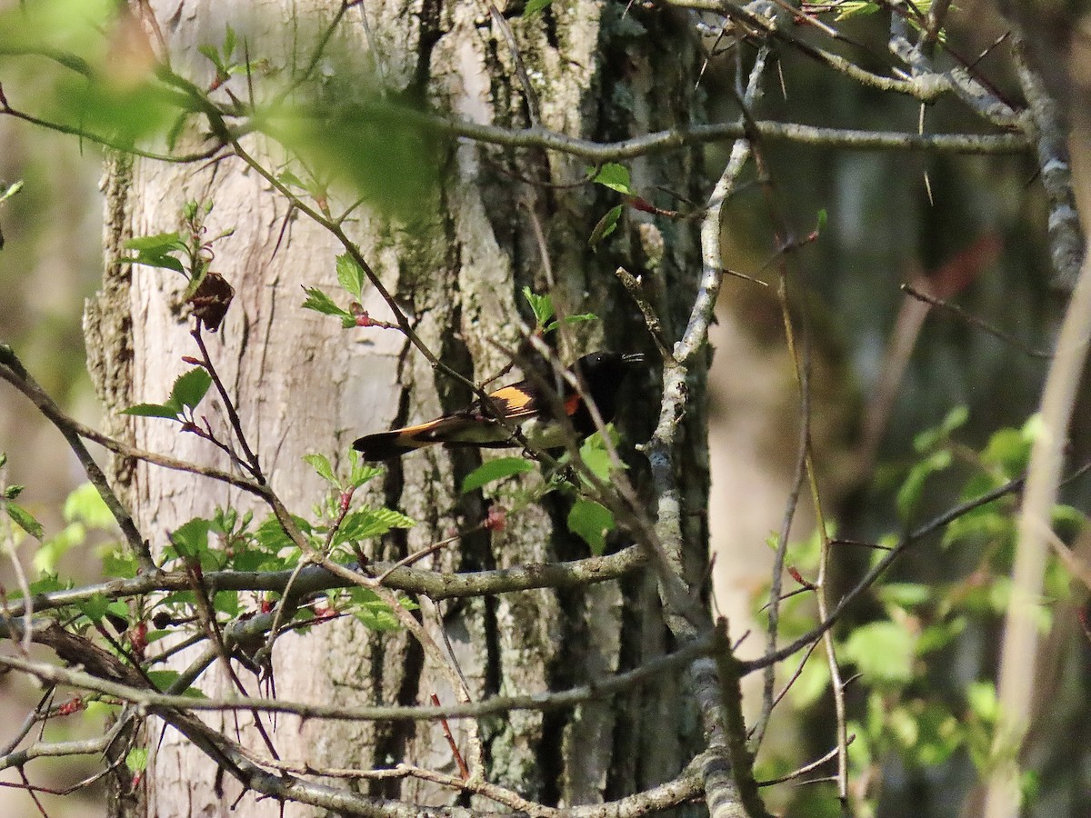 American Redstart - ML618210973