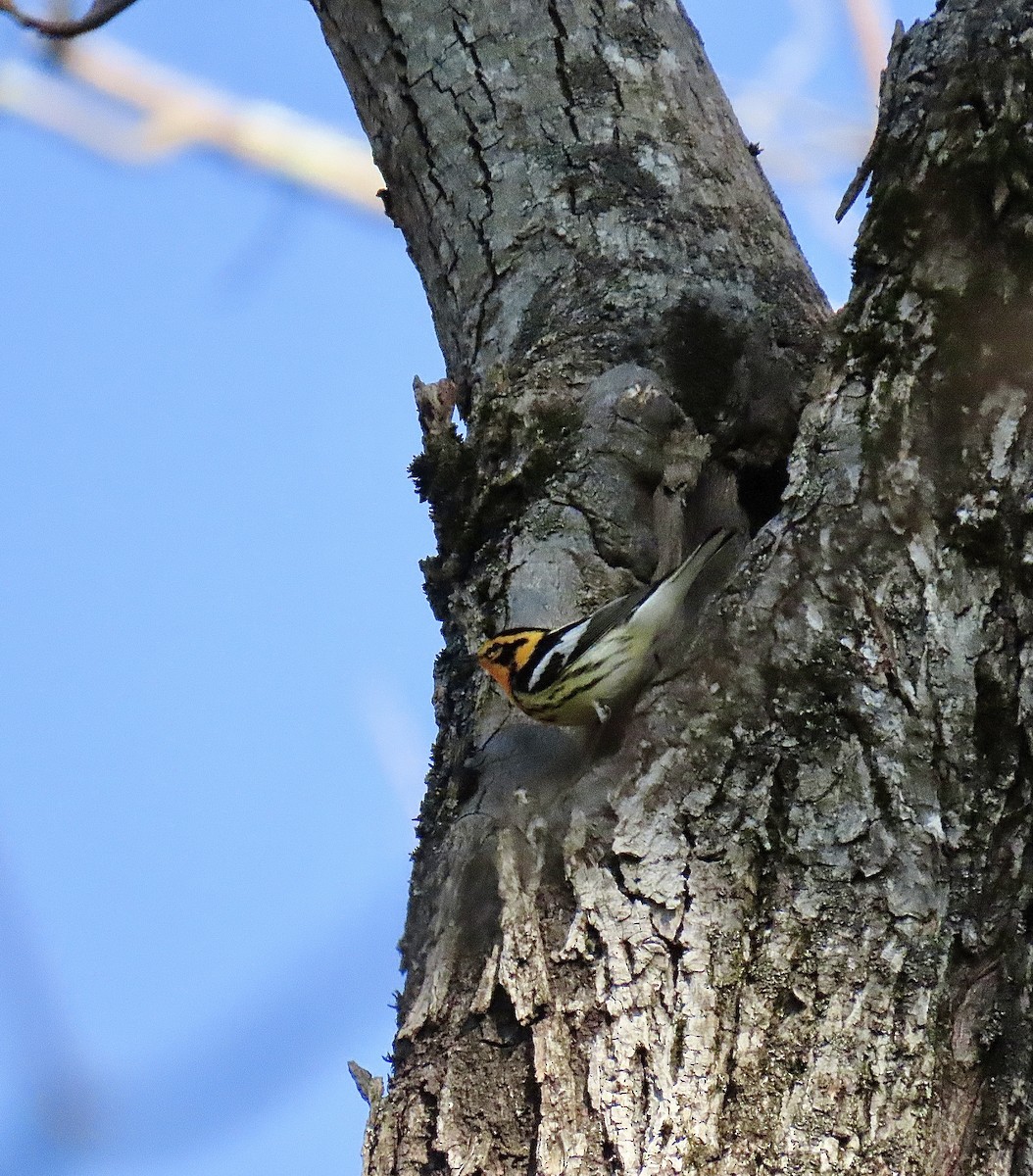 Blackburnian Warbler - Justin Carter