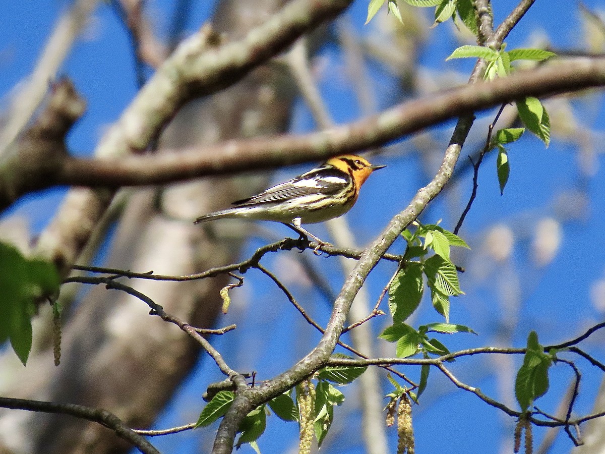 Blackburnian Warbler - Justin Carter