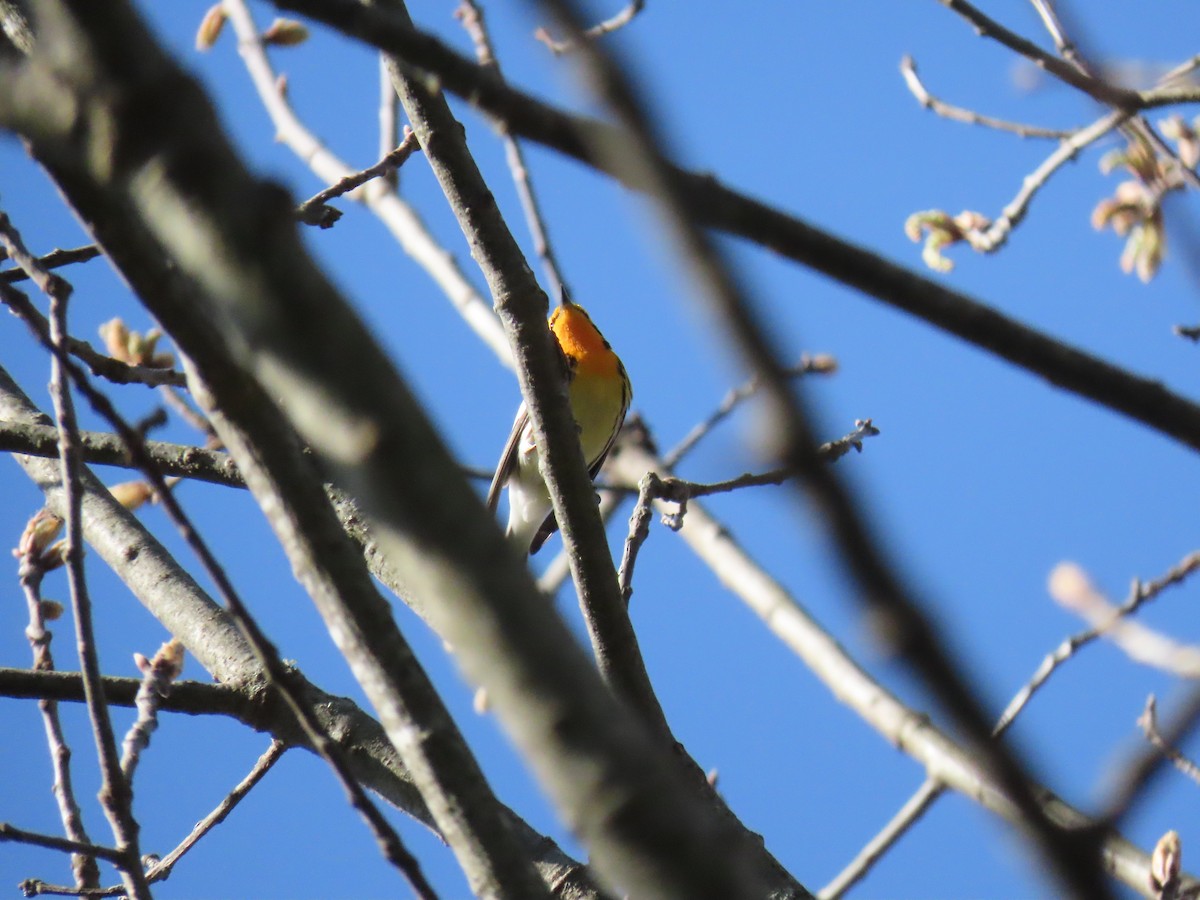 Blackburnian Warbler - ML618210991