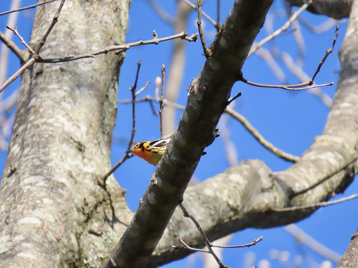 Blackburnian Warbler - Justin Carter