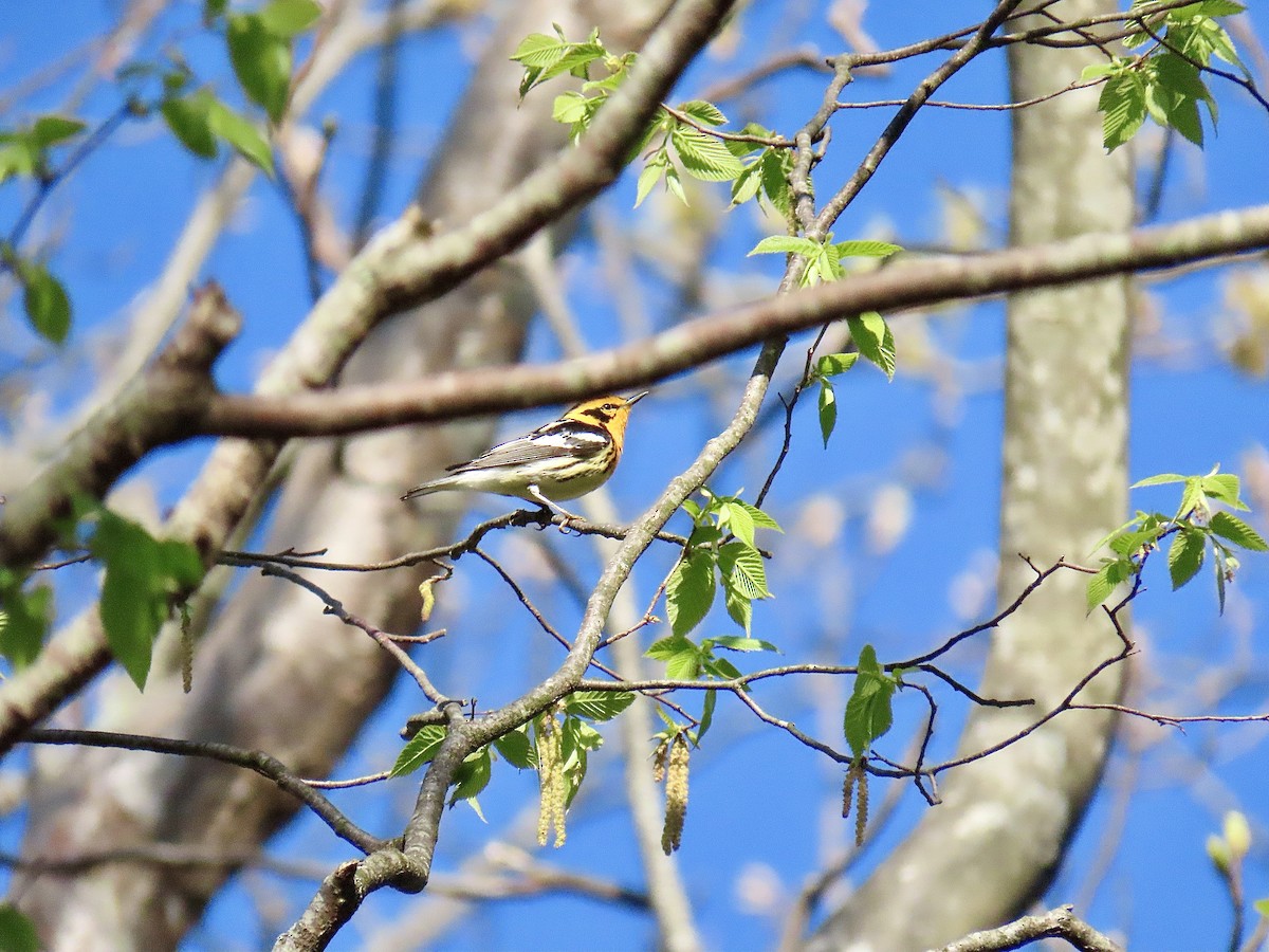 Blackburnian Warbler - ML618210993