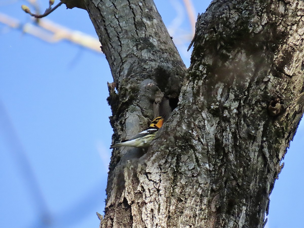 Blackburnian Warbler - ML618210994