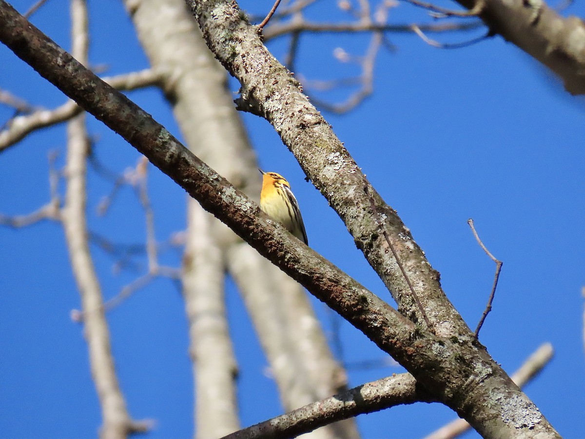 Blackburnian Warbler - Justin Carter