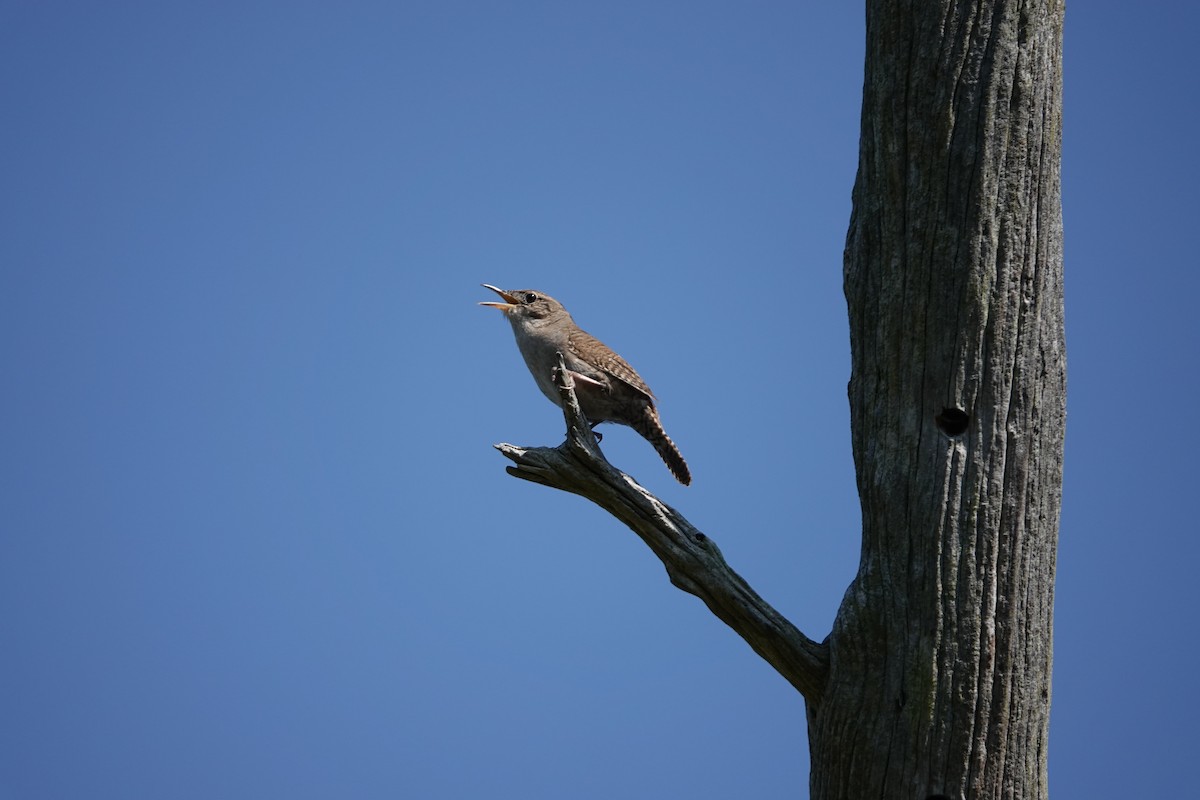 House Wren - Kirsten Abildskov