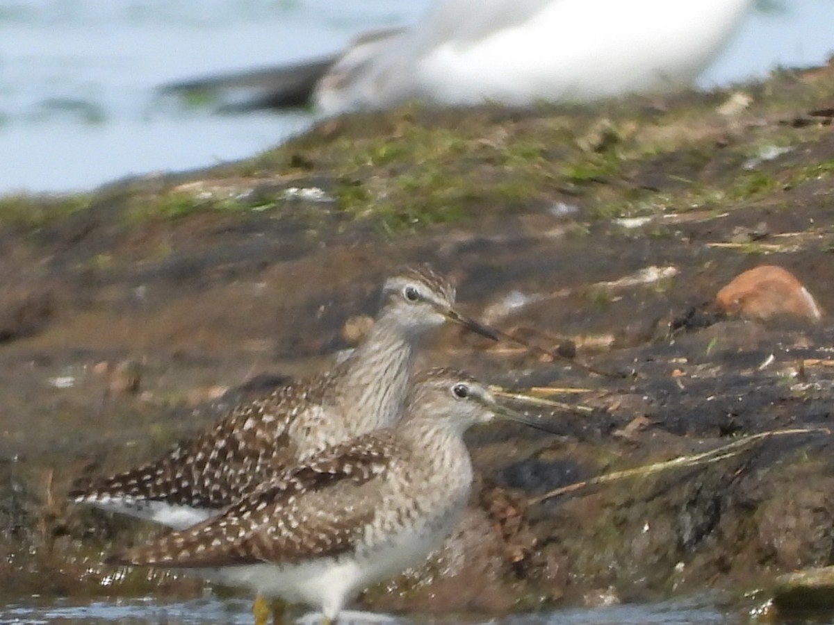 Wood Sandpiper - ML618211029