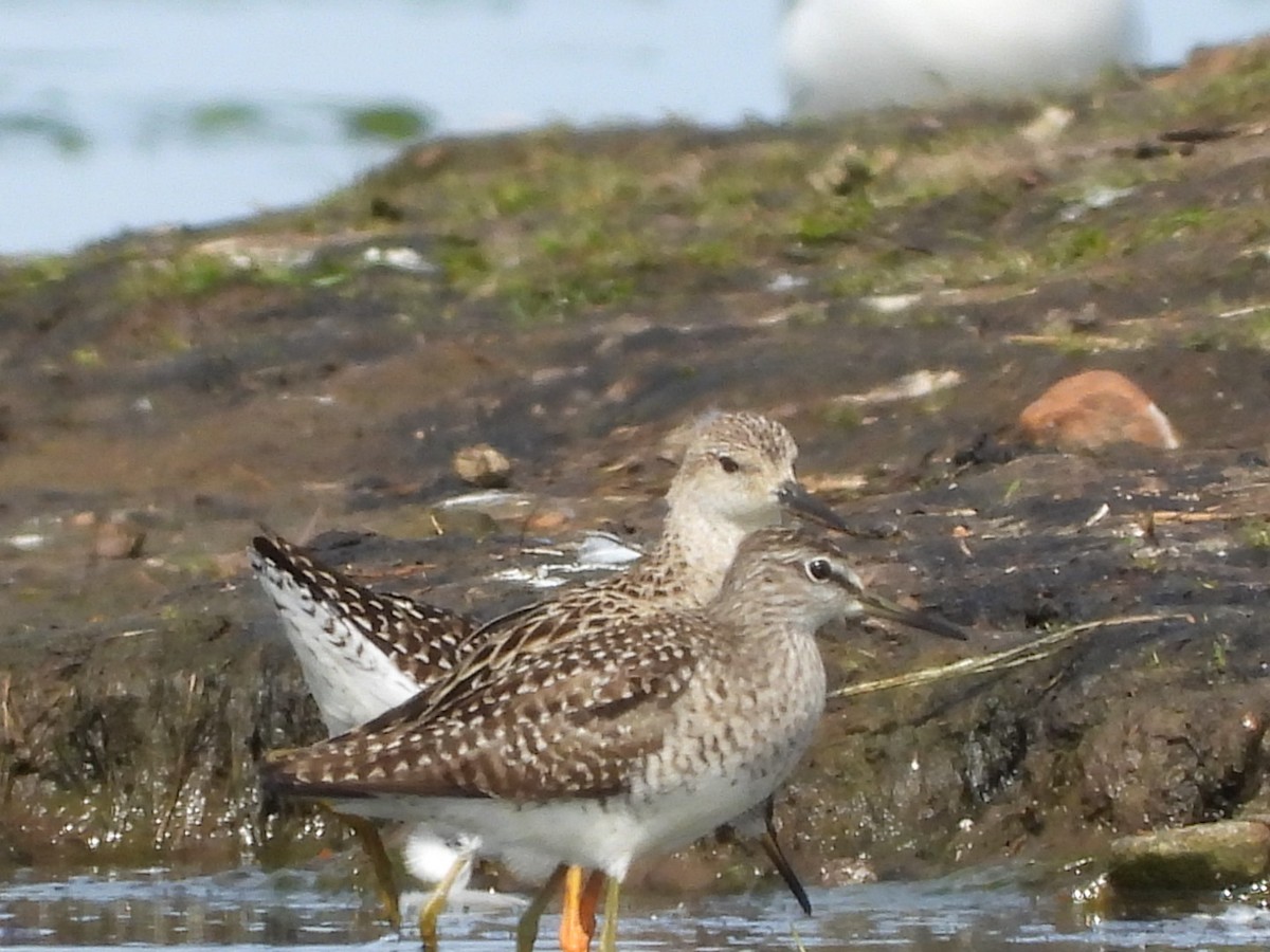 Wood Sandpiper - ML618211031