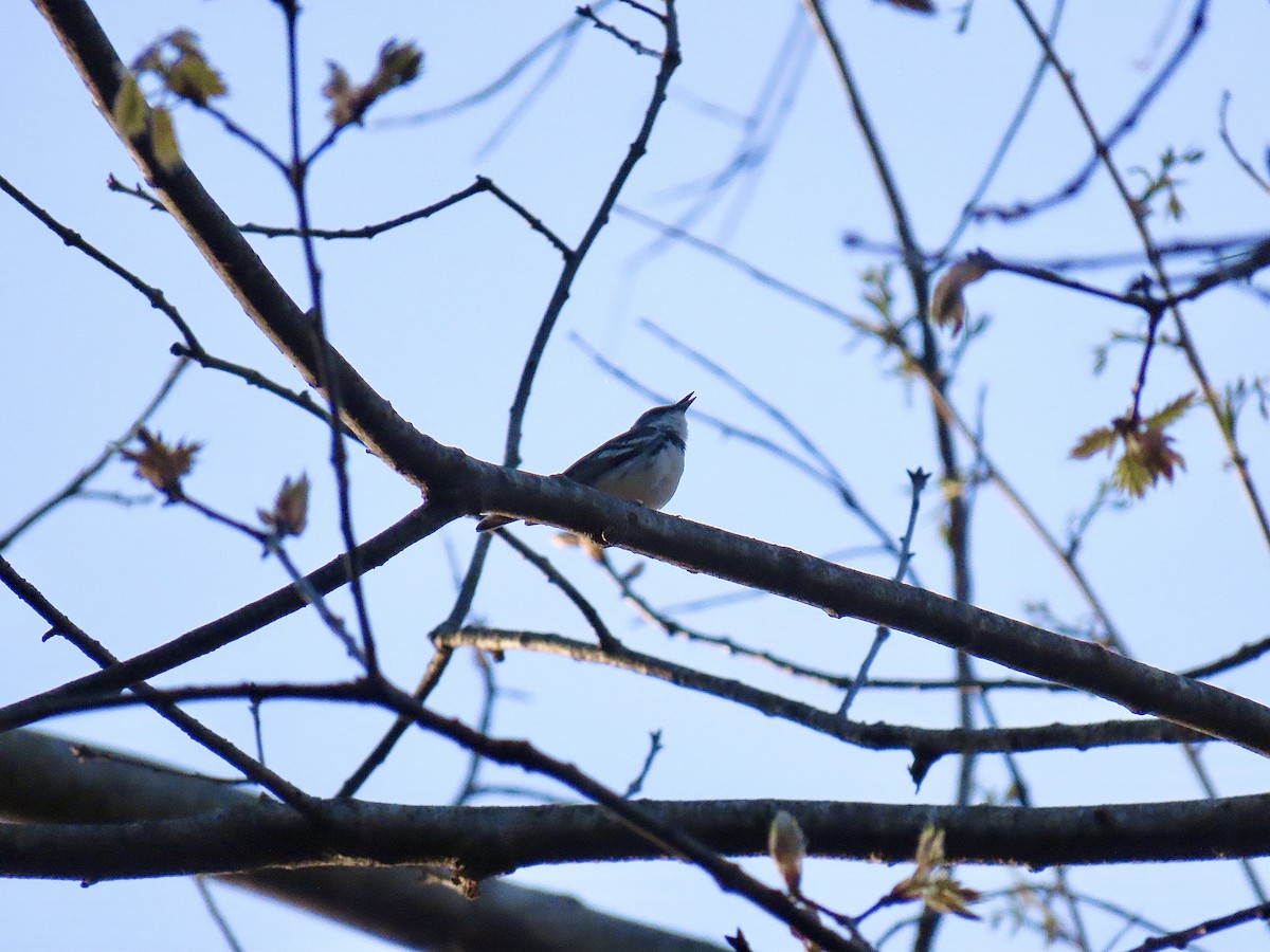 Cerulean Warbler - ML618211060