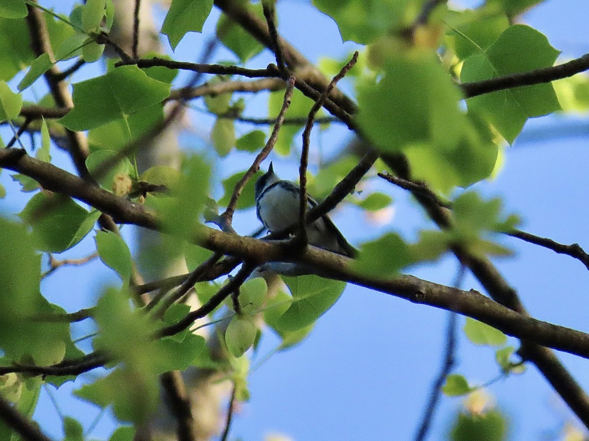 Cerulean Warbler - ML618211061